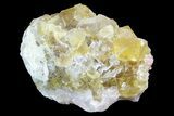 Lustrous Yellow Cubic Fluorite Crystal Cluster - Morocco #84306-1